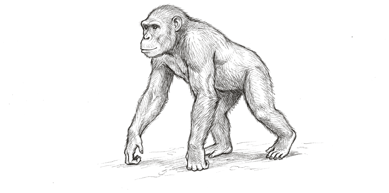 A pencil drawing of an early ape moving across open ground on all fours with its weight on its knuckles. It has a low brow, a projecting muzzle, a small braincase, long arms and heavy shoulders, and no tail.
