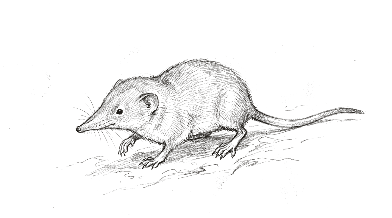A pencil drawing of a small shrew-like early mammal on the ground, in three-quarter view. It has a long pointed snout with fine whiskers, a small dark eye, short dense fur, five-toed clawed feet and a long tapering tail.