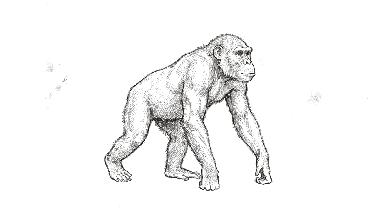 A pencil drawing of an early ape walking on all fours with its weight on its knuckles, heavier through the shoulders than the previous drawing, with a projecting muzzle, small braincase, long arms and no tail.