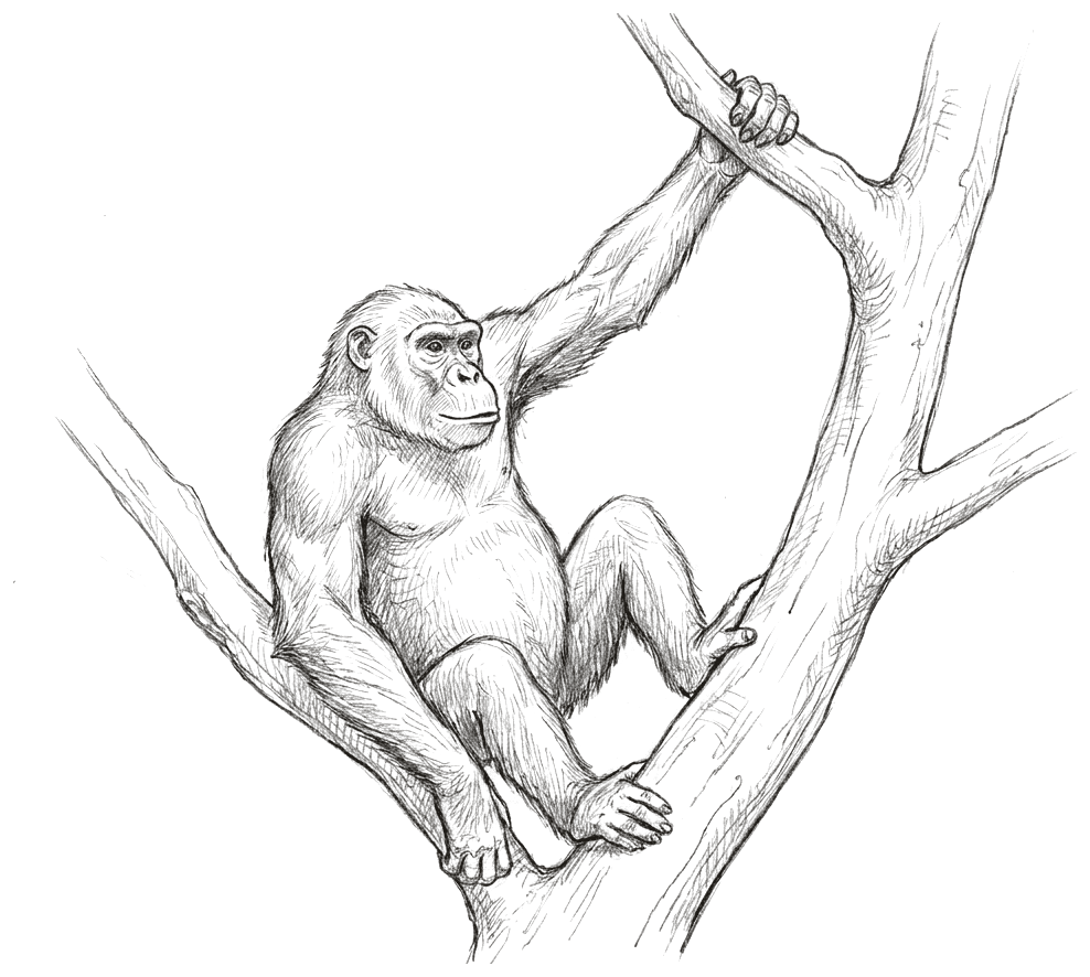 A pencil drawing of a heavy-set early ape sitting in the fork of a tree, one very long arm reaching up to grip a branch overhead, with a broad face, projecting muzzle and no tail.