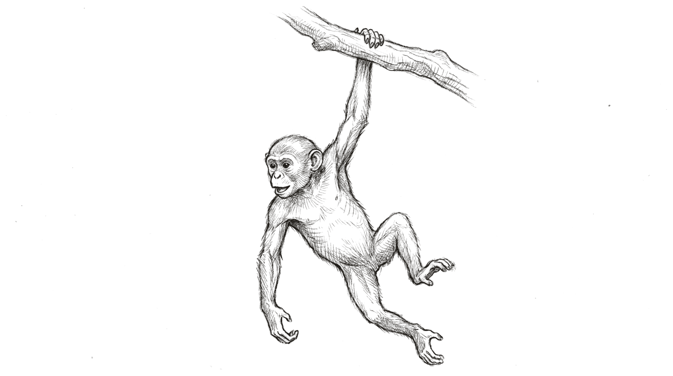 A pencil drawing of a small slender ape hanging by one arm from a branch, its body swinging below, with a short-snouted rounded face, long arms and no tail.