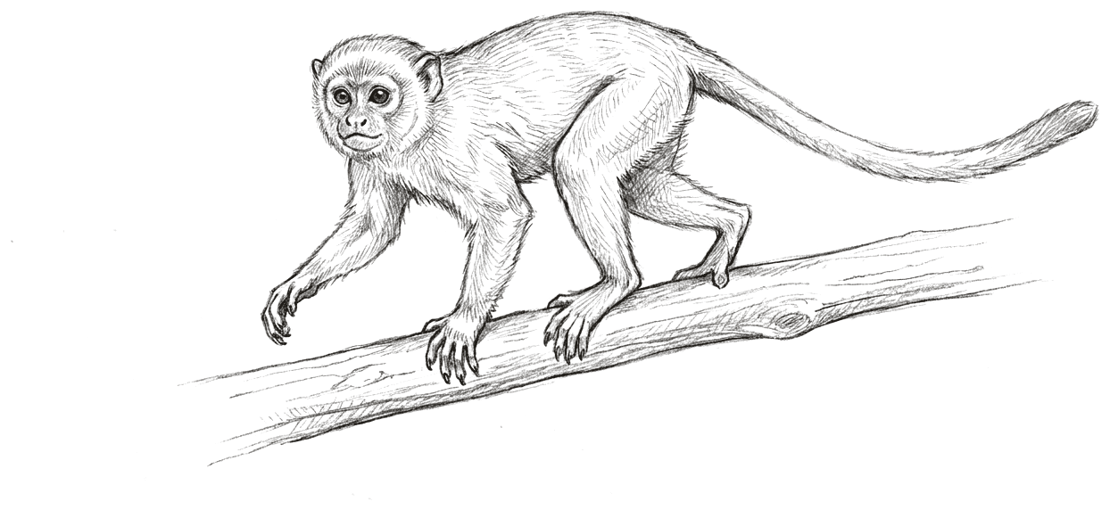 A pencil drawing of a small monkey-like primate walking on all fours along a horizontal branch, its long tail held out behind it for balance, its face short-muzzled with forward-facing eyes.