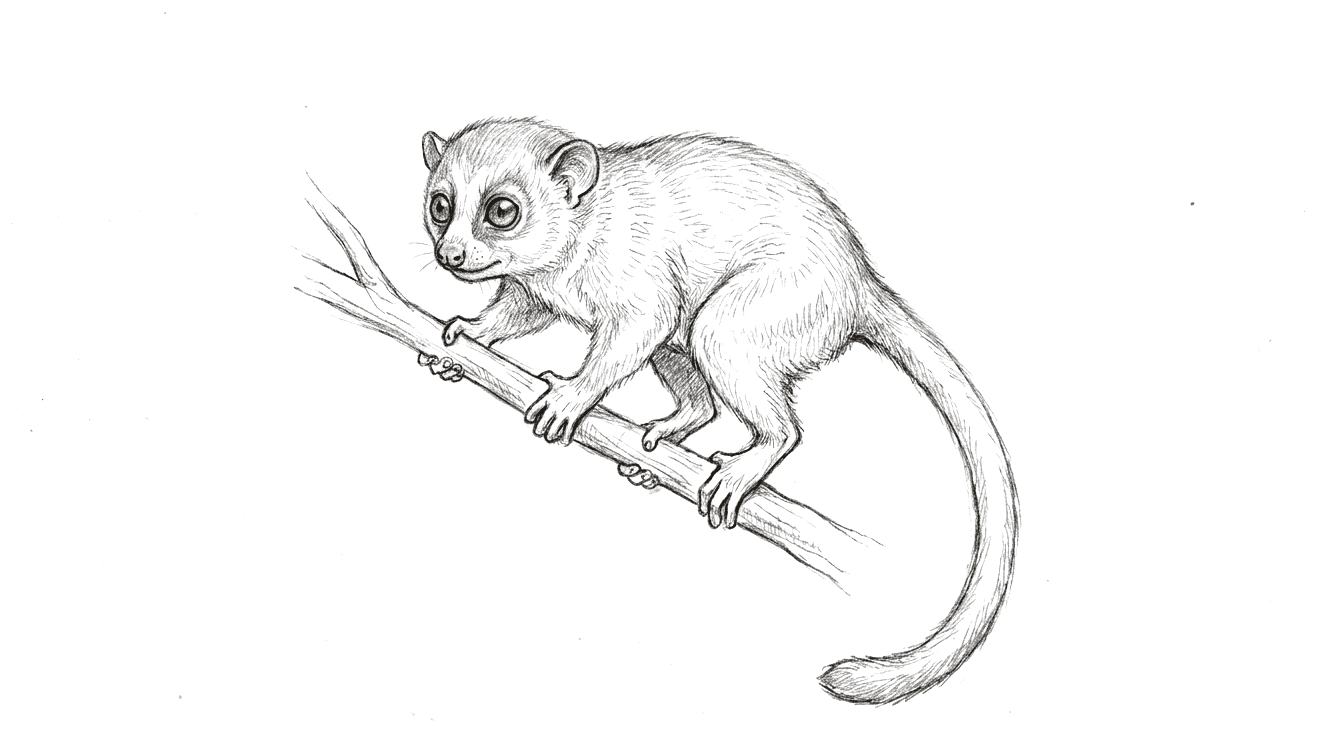 A pencil drawing of a small nocturnal primate clinging to a thin branch. It has very large forward-facing eyes, a short rounded muzzle, rounded ears, grasping hands and feet with flat nails, and a long tail curling below it.