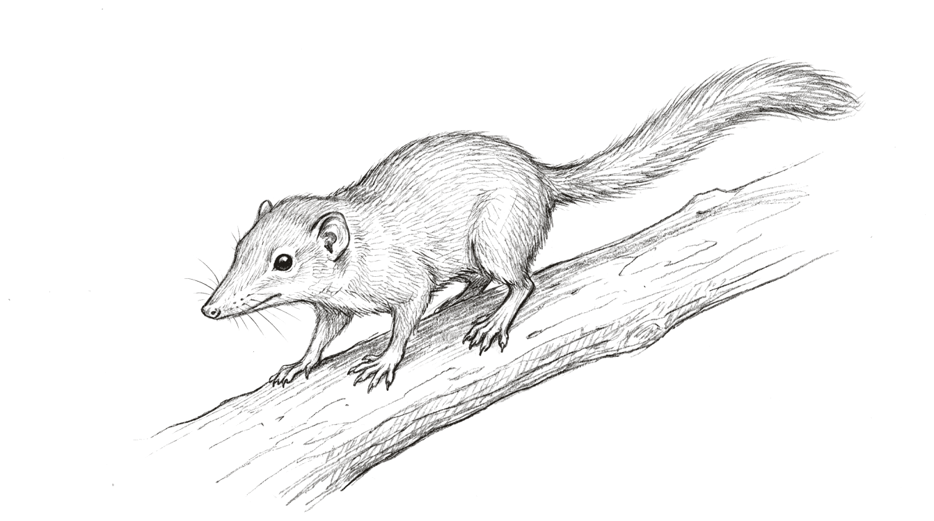 A pencil drawing of a small tree-dwelling early mammal running along the top of a branch, with a long pointed whiskered snout, small ears, clawed feet gripping the bark and a long bushy tail.