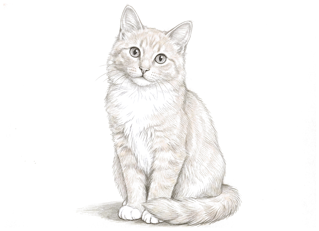 A drawing of a young Aegean cat in pale sandy beige, sitting upright and facing the viewer with his head tilted very slightly. The coat is semi-long and soft, palest at the chest and paws, which are white. A plumed tail curls around in front of his front feet. The ears are upright and the eyes are large, round and open, looking directly out.