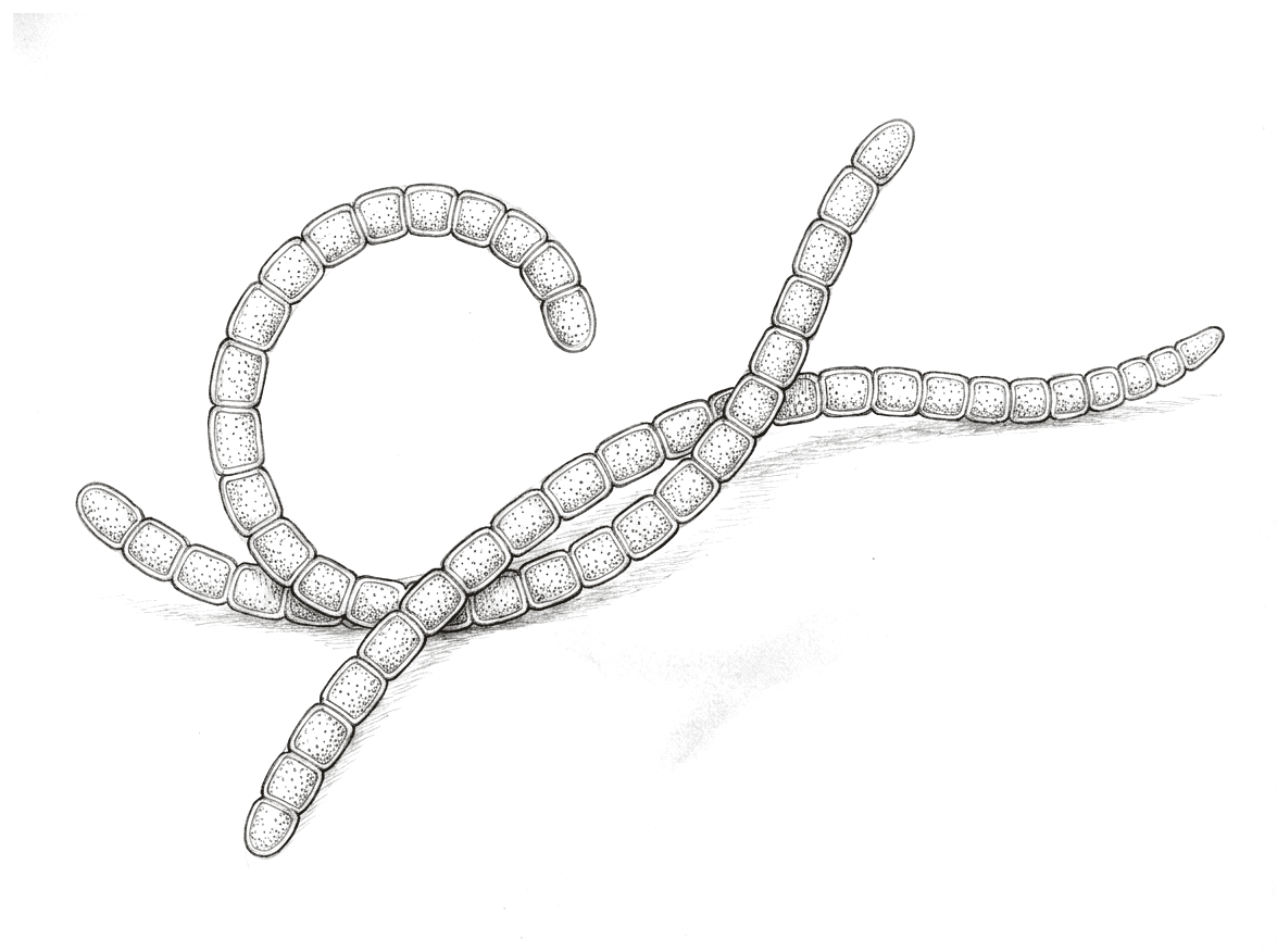 A pencil drawing of three filaments of cyanobacteria, each a chain of identical rounded box-shaped cells joined end to end like beads on a string. One filament curls into a loose spiral, the others cross beneath it, and every cell is stippled evenly inside.