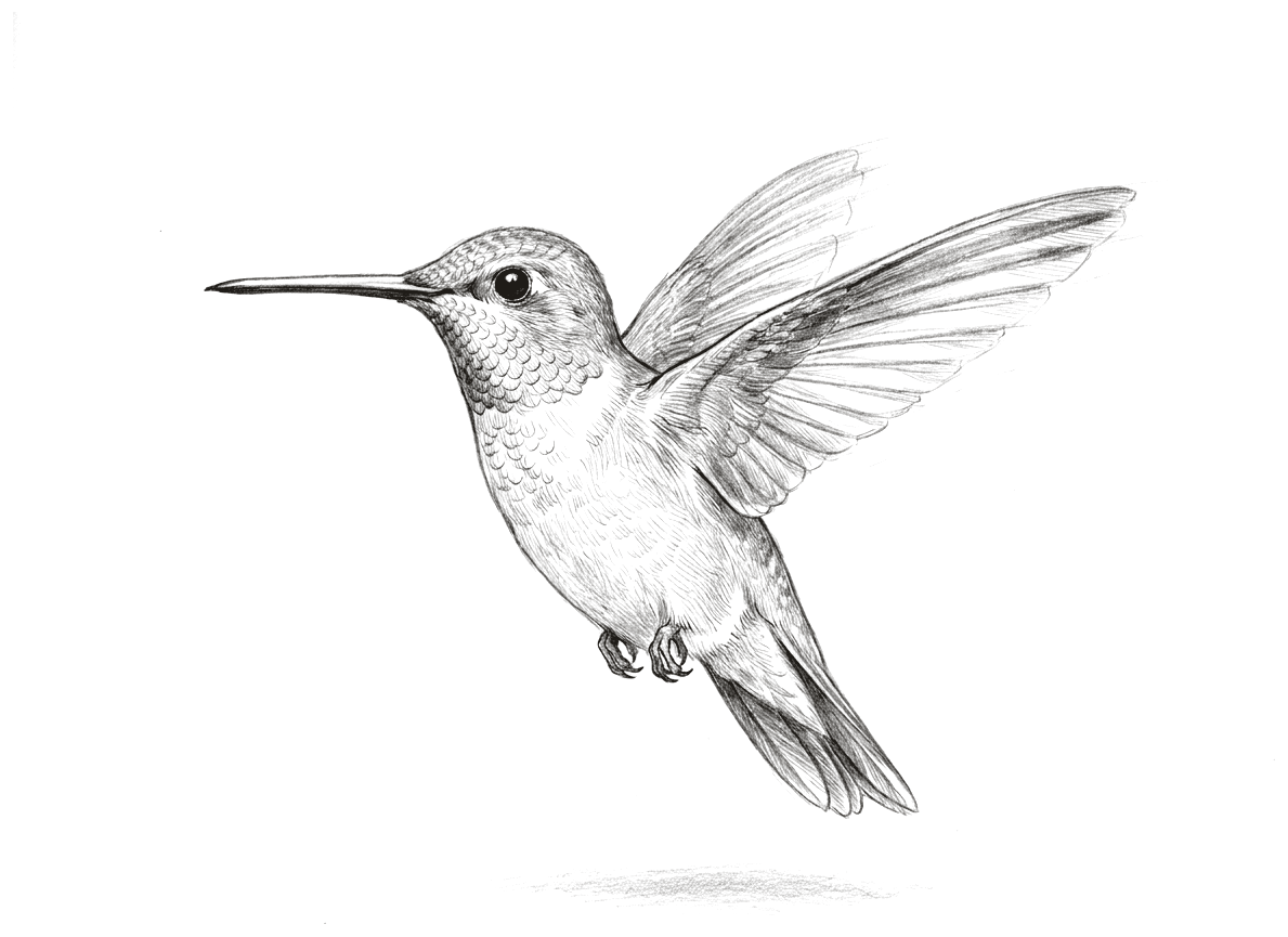 A pencil drawing of a hummingbird hovering, its body angled upward and its long needle-thin bill held forward. Both wings are swept up and back above it, the flight feathers drawn as separate blades, and the small feet are tucked up beneath the breast.