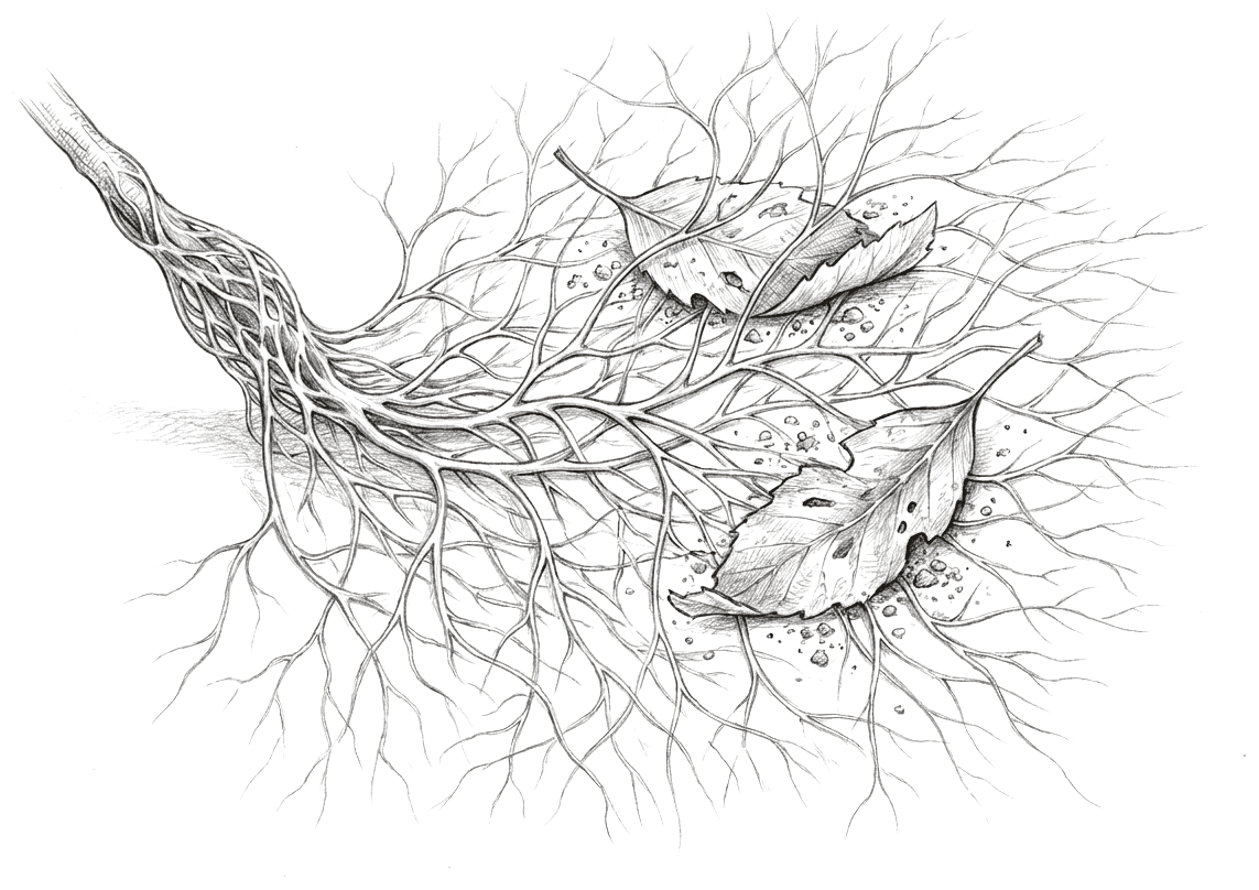A pencil drawing of a dense underground web of fine pale threads spreading out from a woody root at the upper left and running through soil in every direction, branching and rebranching into a continuous mat. Two fallen leaves and scattered grains of soil rest among the threads.