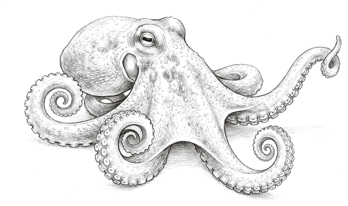 A pencil drawing of an octopus resting on a flat surface, its soft rounded body above a single large eye with a horizontal slit pupil. Eight arms spread and curl outward, several coiling into tight spirals, and the undersides are lined with two rows of suckers along their whole length.
