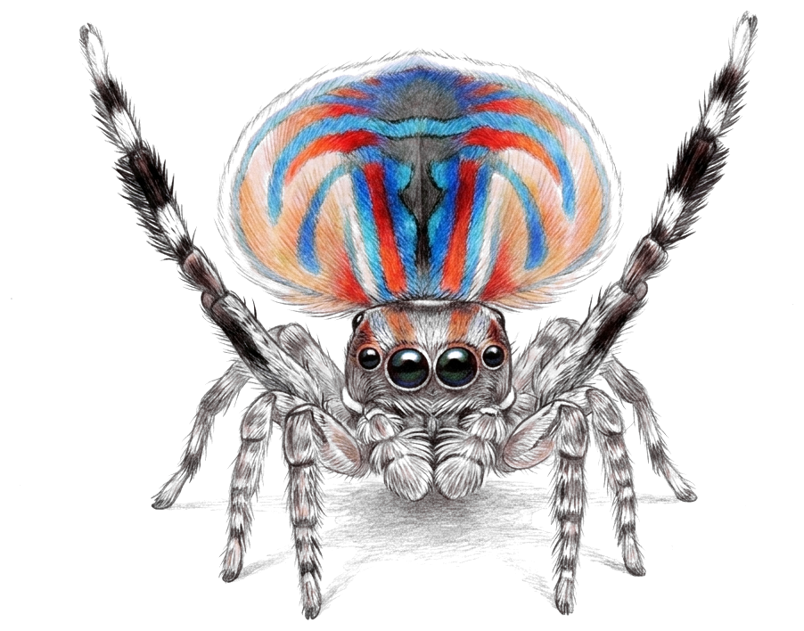 A drawing of a tiny jumping spider facing forward, the only colored drawing on this page. The flap on its abdomen is raised and fanned open like a shield above its head, patterned in bright orange, scarlet and electric blue in a symmetrical arrangement of arcs and stripes. Two legs are held straight up above the body, and a row of forward-facing eyes sits below the display, the middle two very large and dark.
