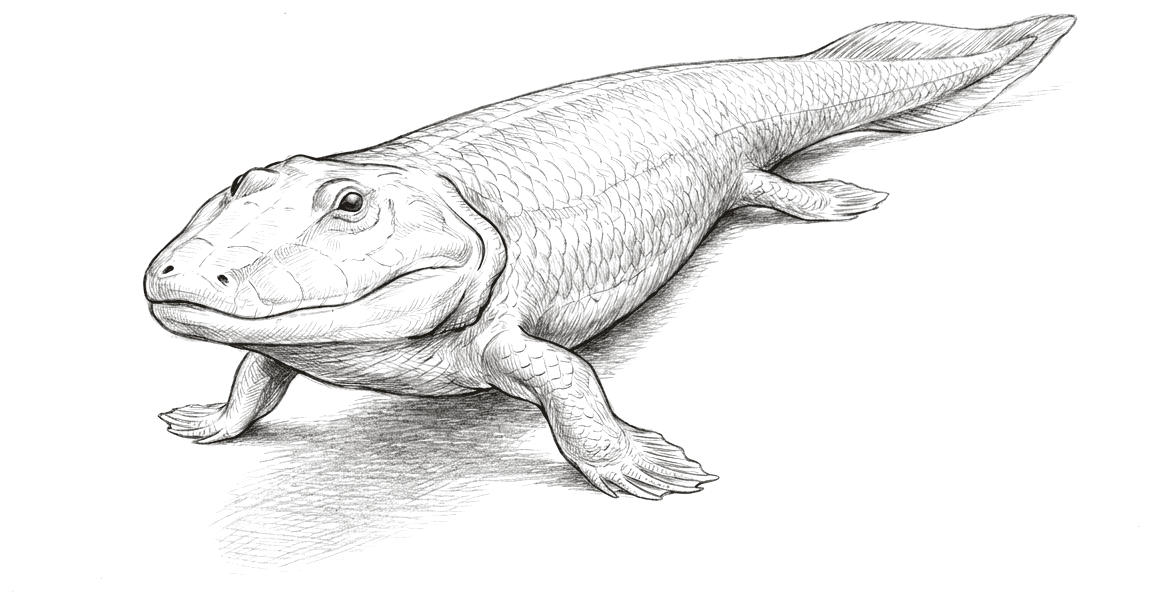 A pencil drawing of a flat-headed scaled animal propped up on two stout front fins, its body lifted clear of the ground. The head is broad and blunt with eyes set on top, the trunk is covered in overlapping scales, and the tail tapers into a fin. The front fins end in splayed bony rays that press against the ground like fingers.