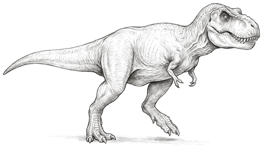 A pencil drawing of a large two-legged predatory dinosaur striding forward, its long tail held straight out behind for balance and its body carried horizontally. The head is deep and heavy with a jaw of conical teeth, the eye faces forward, the hind legs are thick and end in three clawed toes, and the two front arms are very small.