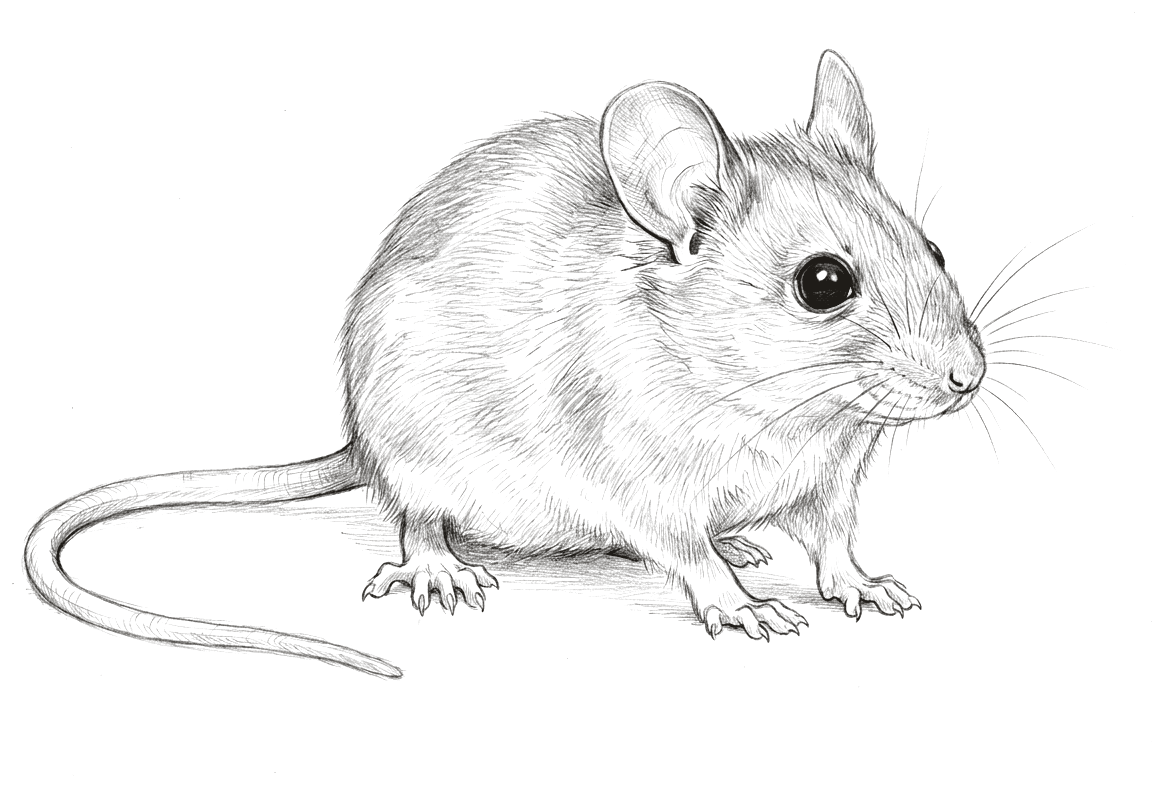 A pencil drawing of a living house mouse on the ground in three-quarter view, up on its front feet as though it has just stopped moving, with large thin ears, a prominent dark eye, fine whiskers and a long thin tail.