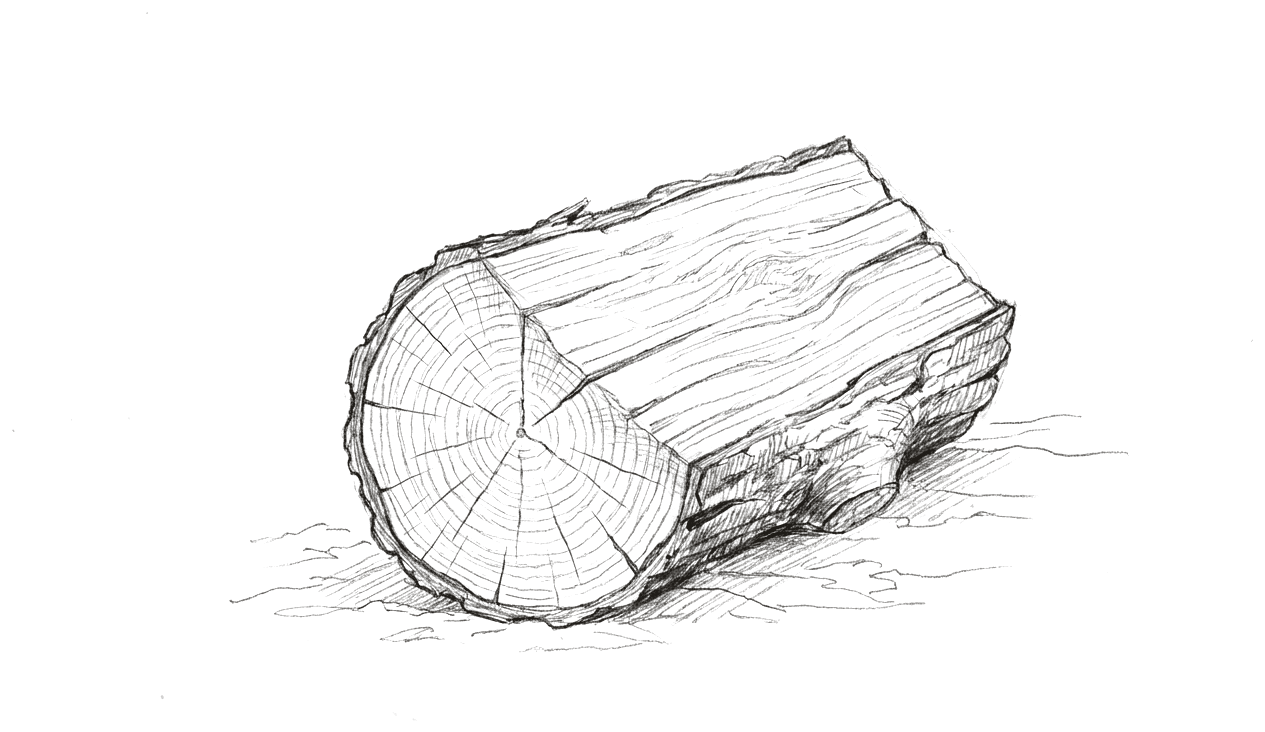 A pencil drawing of a split log of firewood lying on its side, its sawn end turned toward the viewer showing growth rings and fine radial cracks, with rough bark around the rim.
